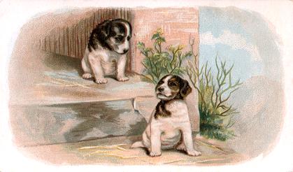 Arbuckle - Dogs