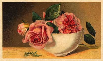 Arbuckle - pink roses in cup