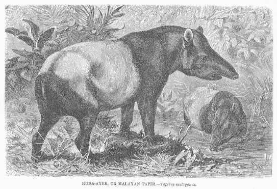 Specht - Kuda-Ayer / Malayan Tapir