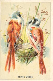 Bearded Titmouse, Sarica Coffee, Hector Giacomelli