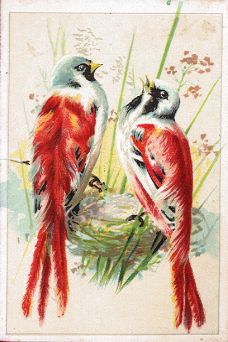Birds - Delassus