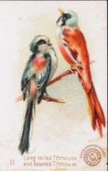 Long-tailed Titmouse, Bearded Titmouse, Arm & Hammer, Hector Giacomelli