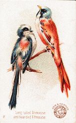 Long-tailed Titmouse, Bearded Titmouse, Arm & Hammer, Hector Giacomelli