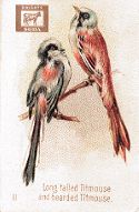 Long-tailed Titmouse, Bearded Titmouse, Dwight & Co., Hector Giacomelli