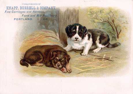 Dogs - KNAPP, BURRELL & COMPANY