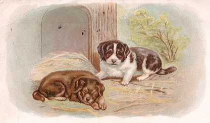 Dogs - CLOSSET & DEVERS