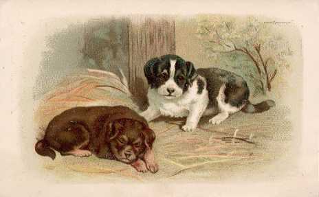 Dogs - The Great American Tea Company