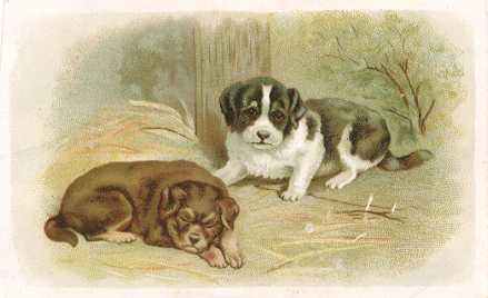 Dogs - Lion Coffee