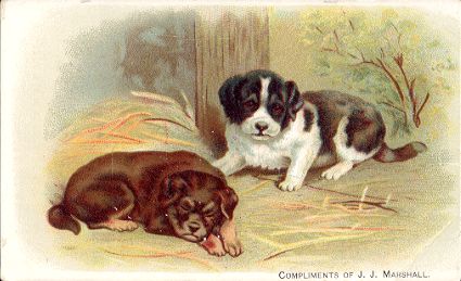 Dogs - YE MODEL CARPET STORE