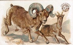 Arm & Hammer Soda - Rocky Mountain Sheep