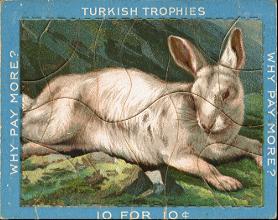 Turkish Trophies - Alpine Hare
