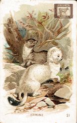 Ermine - Cow Brand Soda trade card