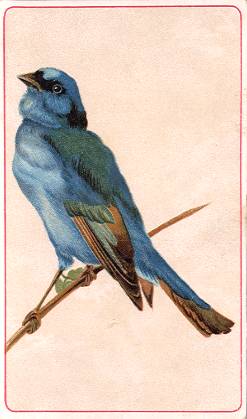 American Bluebird, Hector Giacomelli