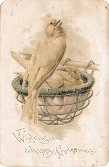 Rafael Tuck Christmas card - Giacomelli bird