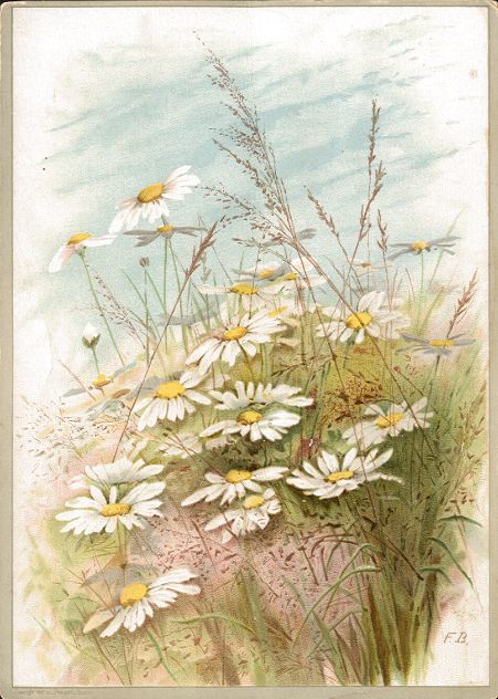 L. Prang - daisies